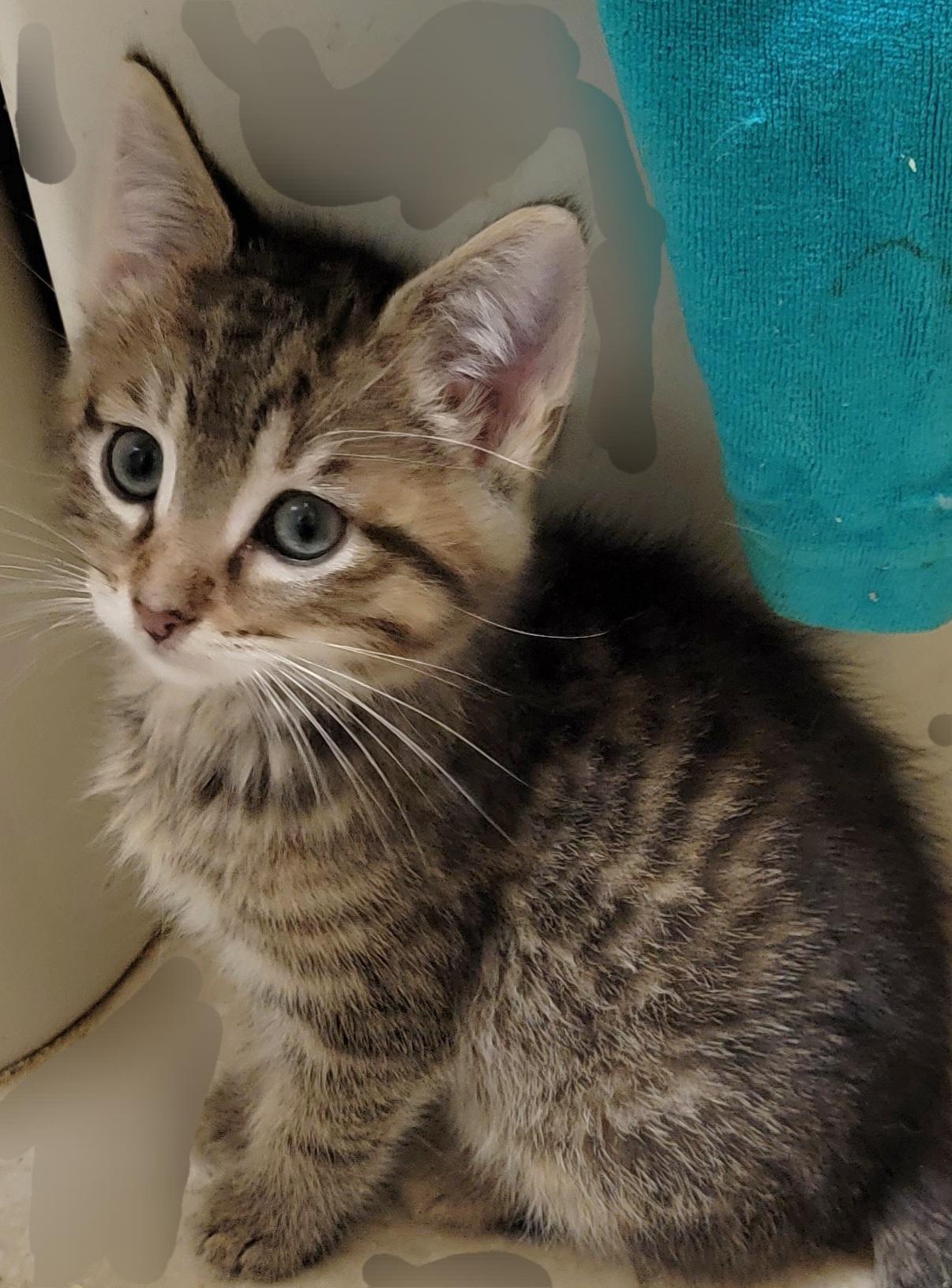 Enlarge Furrball, an adoption pending mixed breed in Glen Ellyn, IL image 2/6