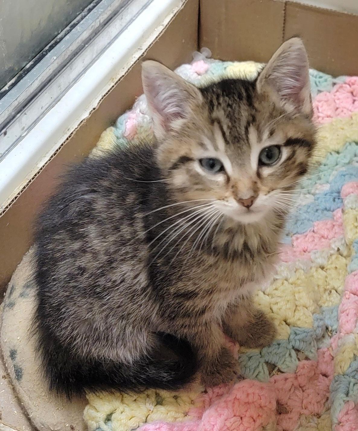 Enlarge Furrball, an adoption pending mixed breed in Glen Ellyn, IL image 3/6