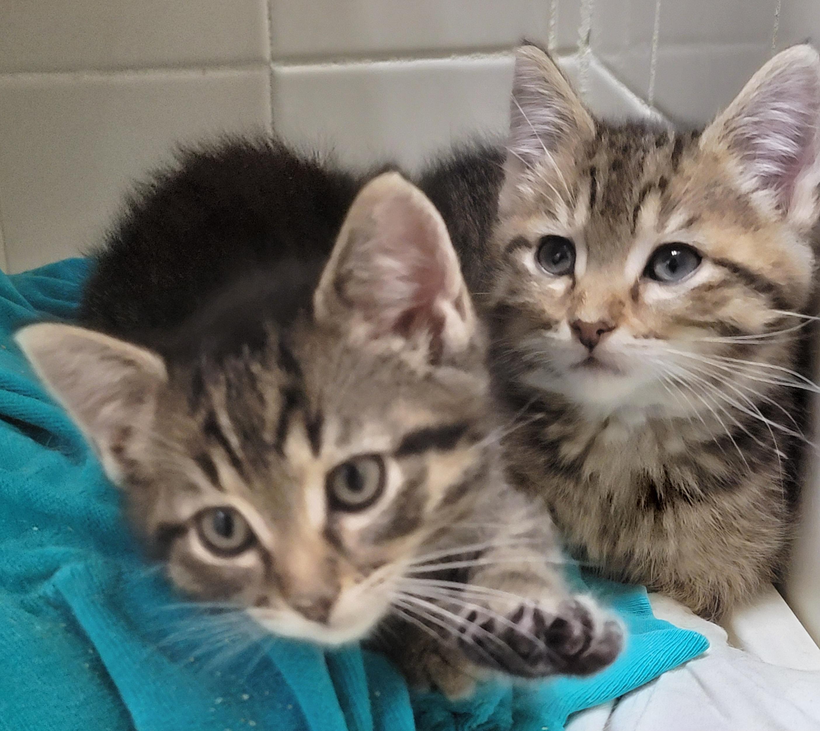 Enlarge Furrball, an adoption pending mixed breed in Glen Ellyn, IL image 4/6