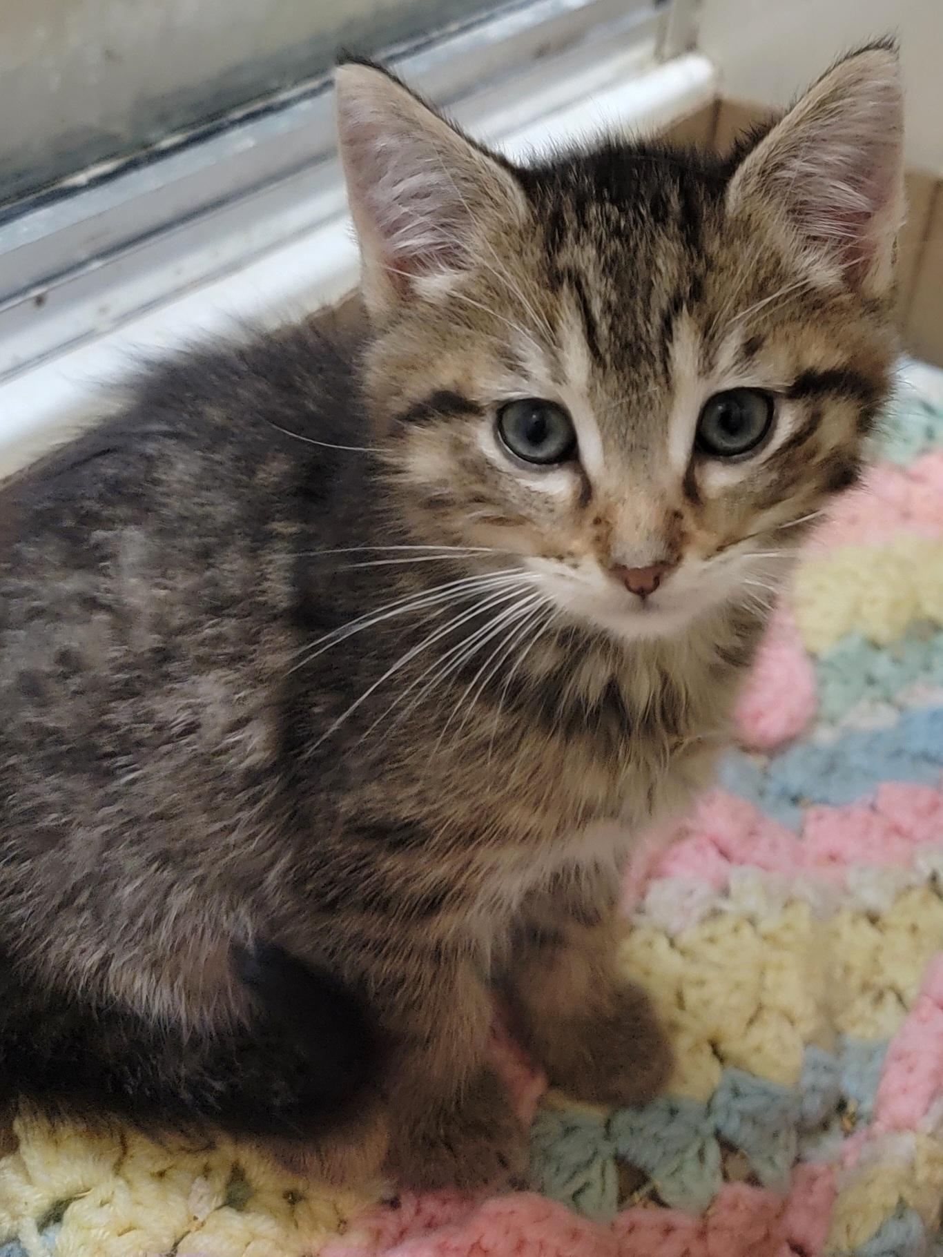 Enlarge Furrball, an adoption pending mixed breed in Glen Ellyn, IL image 5/6