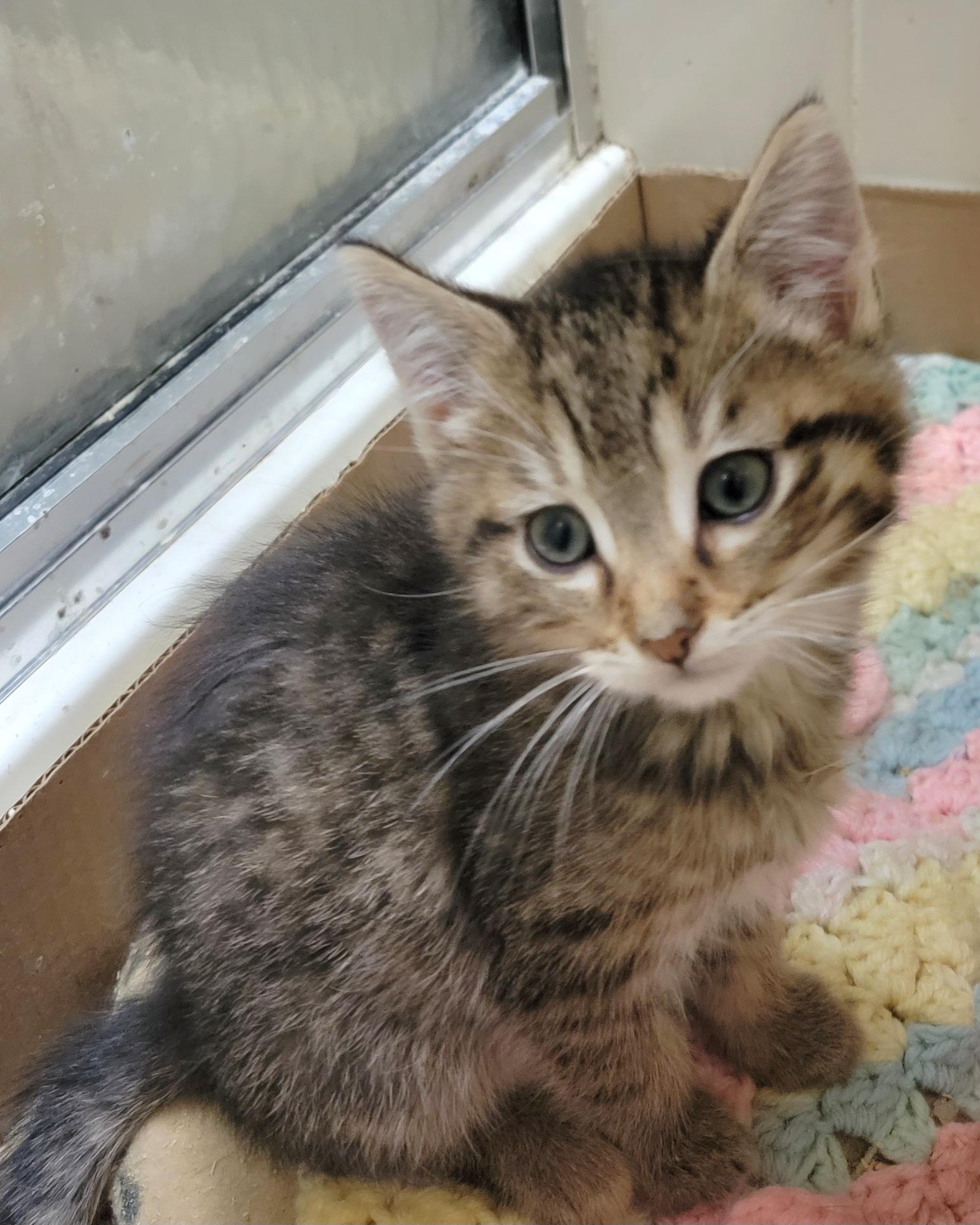 Enlarge Furrball, an adoption pending mixed breed in Glen Ellyn, IL image 6/6