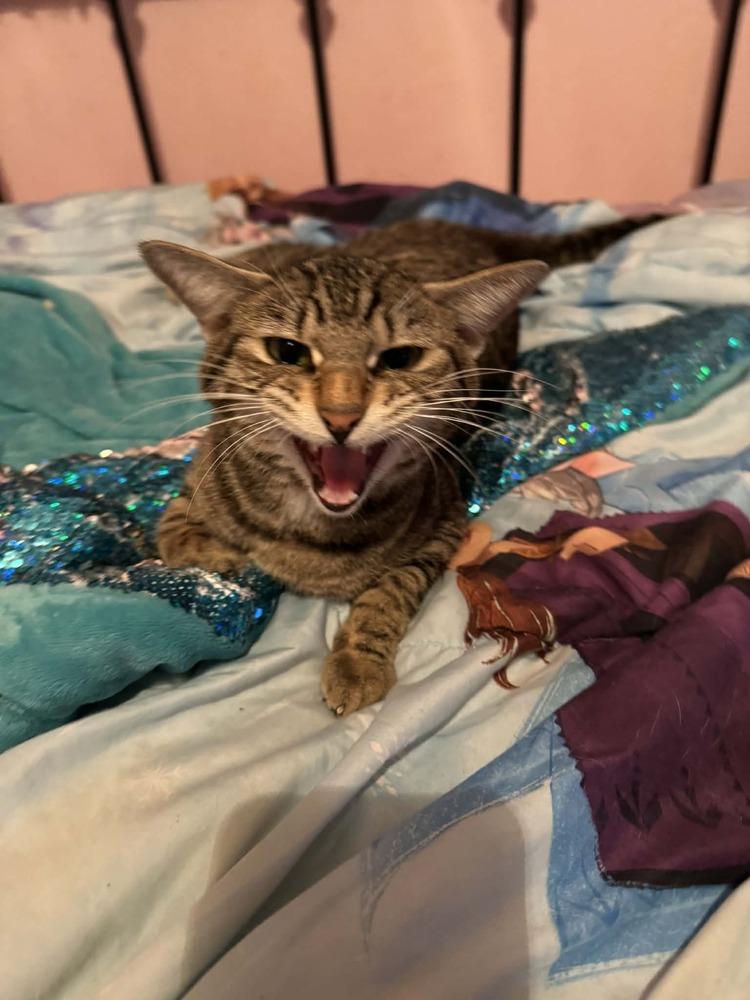 Stevie, Adoptable, Adult Female Tabby.