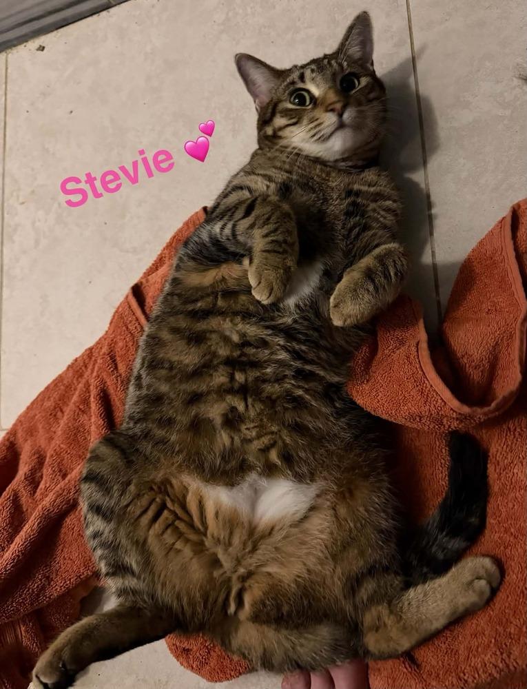 Stevie, Adoptable, Adult Female Tabby.