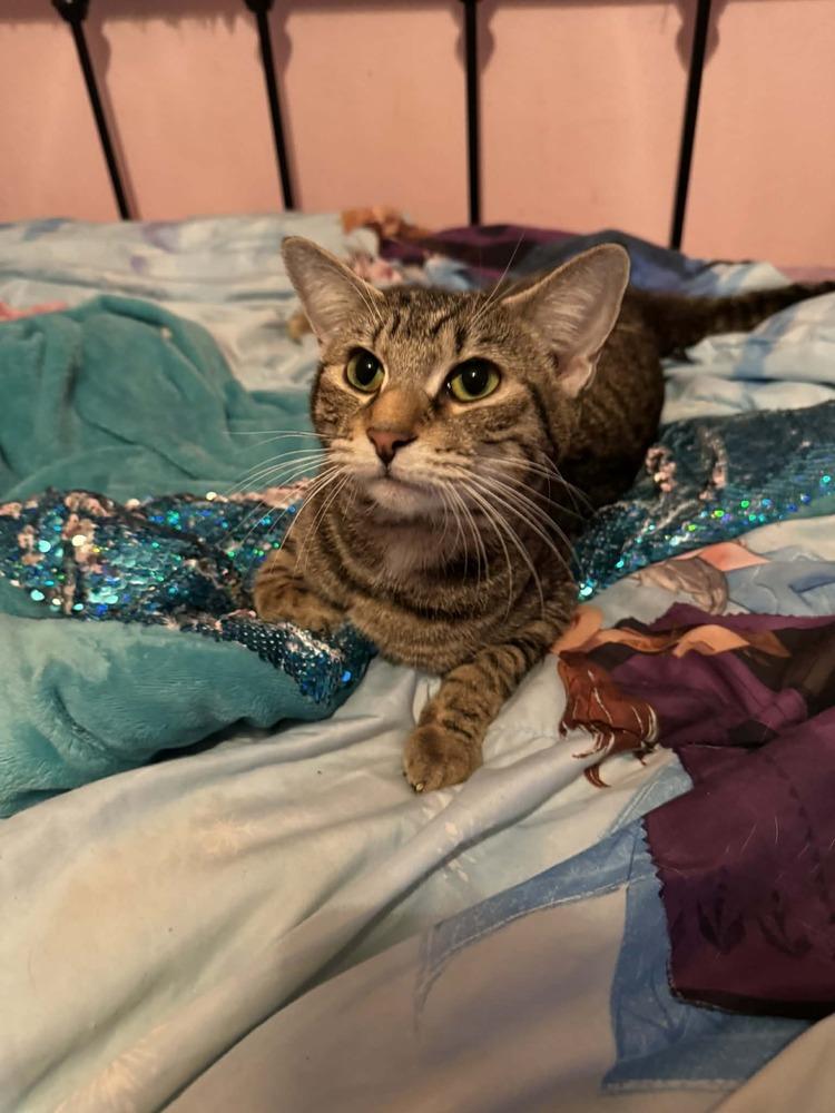 Enlarge Stevie, a Adoptable Tabby in Deltona, FL image 4/6