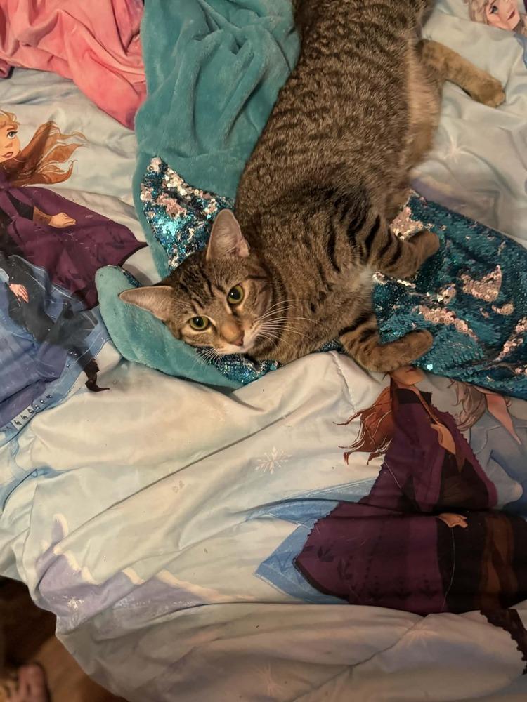 Enlarge Stevie, a Adoptable Tabby in Deltona, FL image 5/6