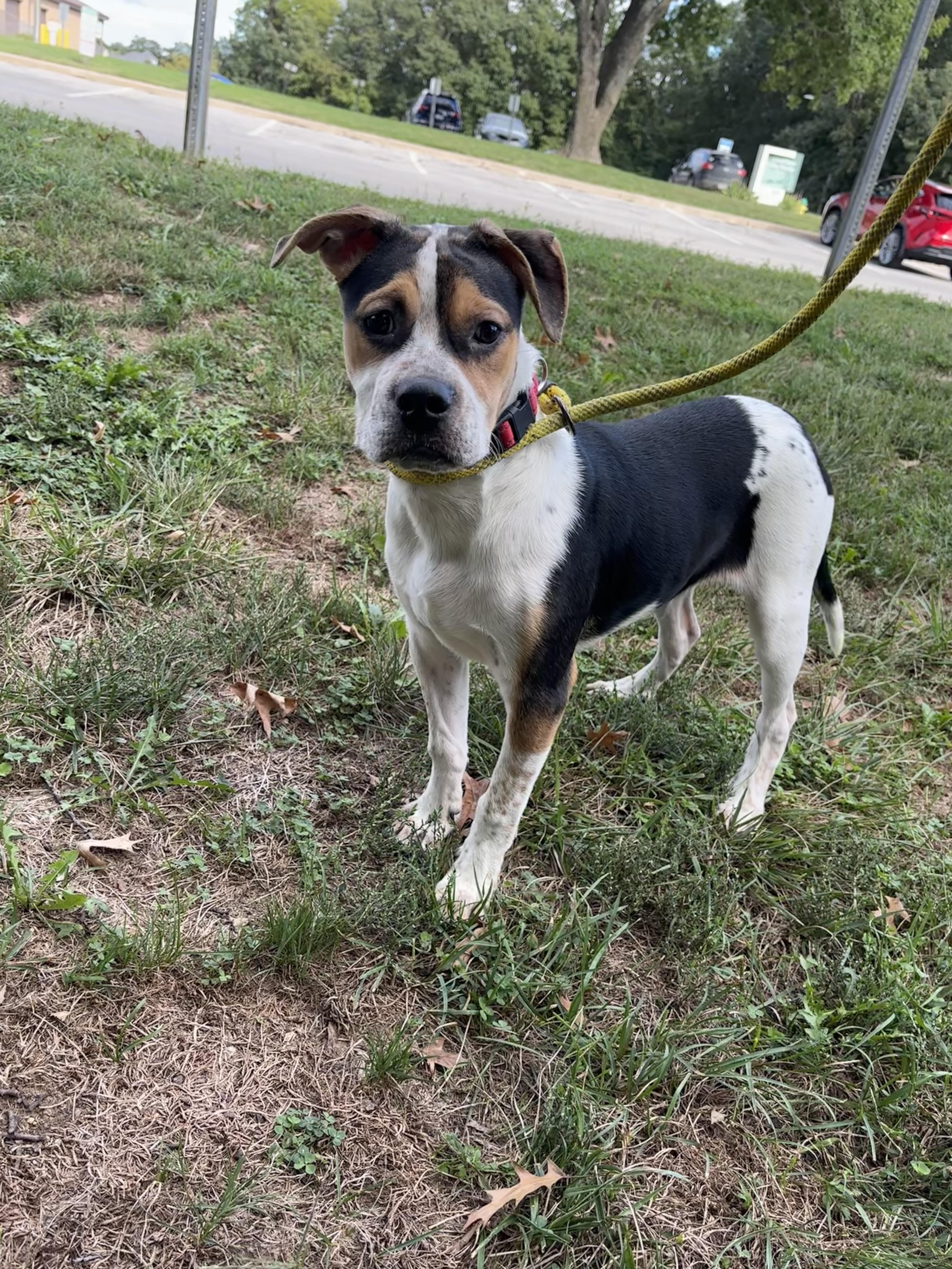 Enlarge King, a Adoptable mixed breed in Gladstone, MO image 1/1