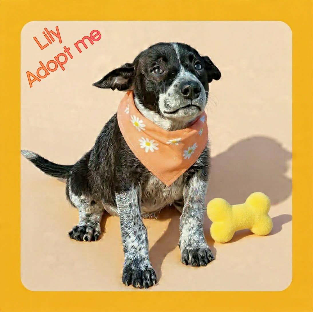 Enlarge Lily, a ADOPTABLE mixed breed in Grove, OK image 4/5