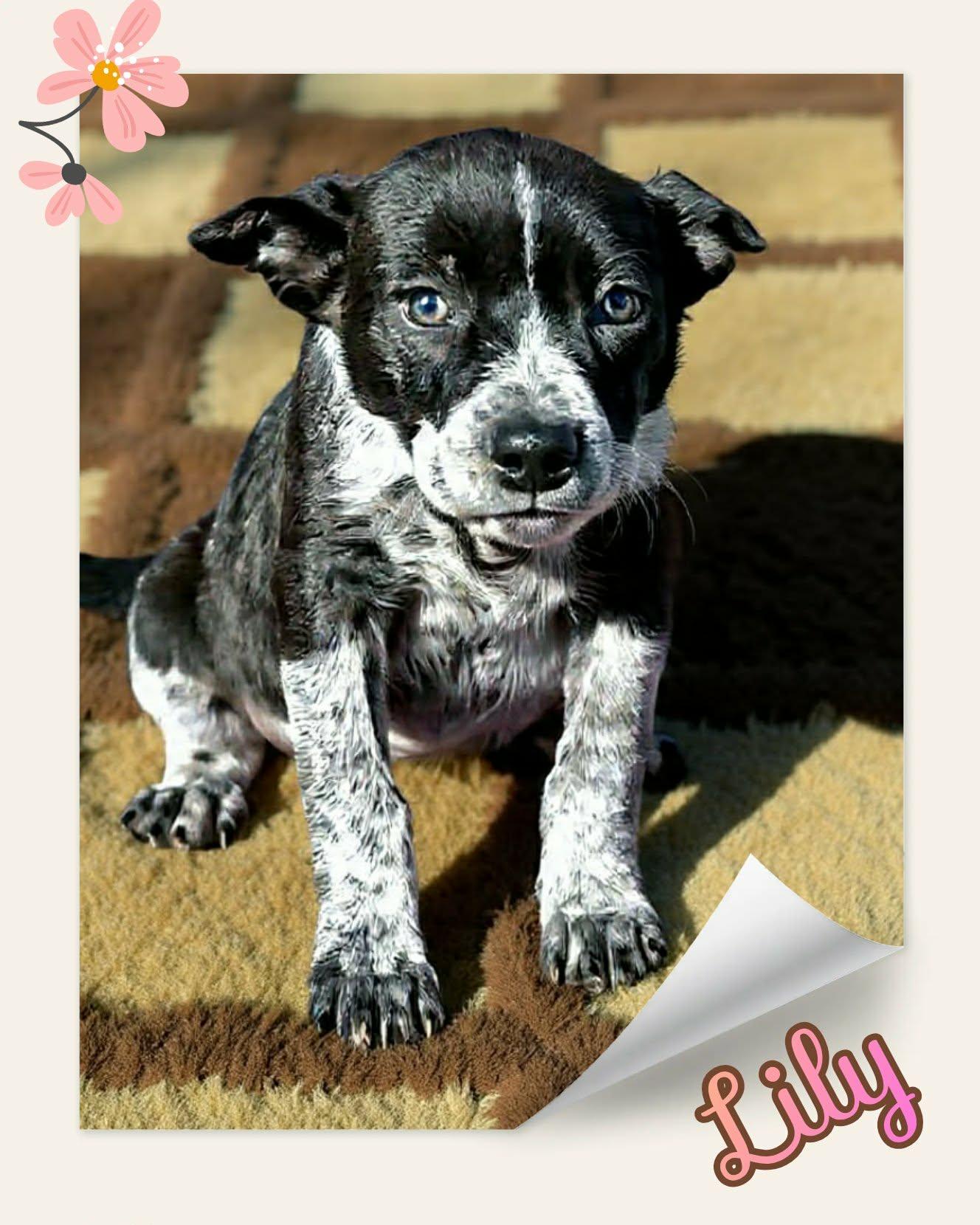 Enlarge Lily, a ADOPTABLE mixed breed in Grove, OK image 3/5