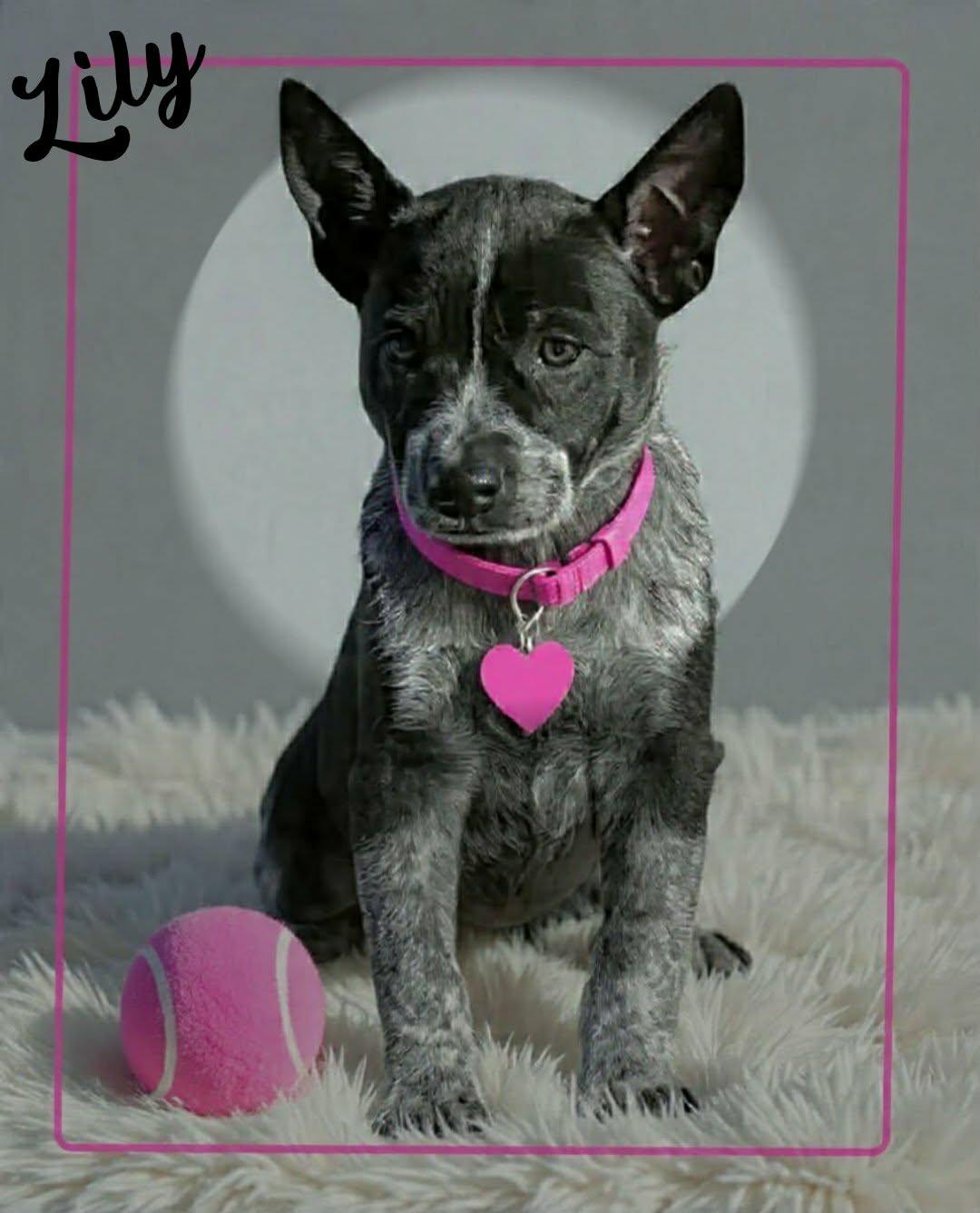 Enlarge Lily, a ADOPTABLE mixed breed in Grove, OK image 2/5