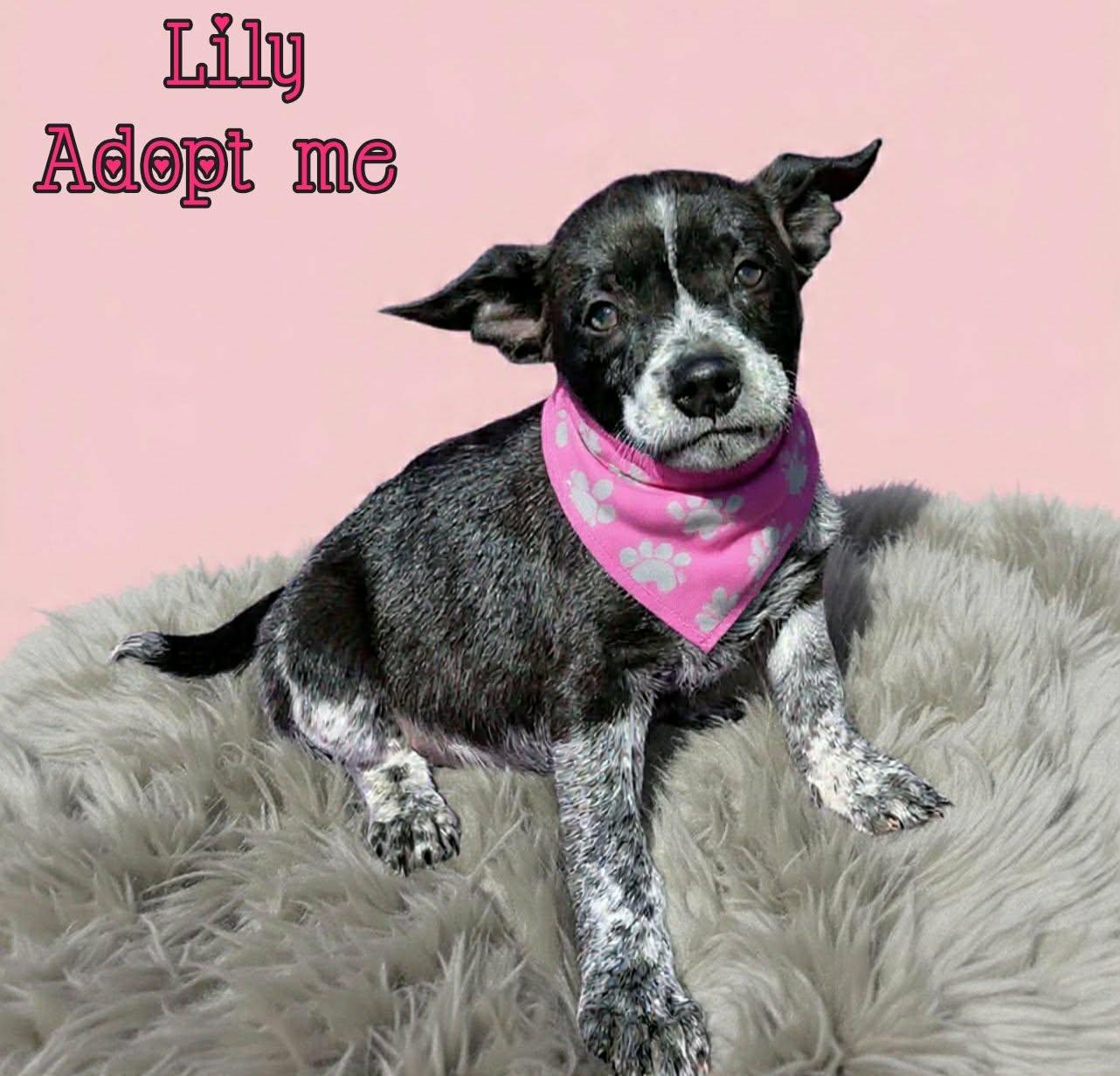 Lily, ADOPTABLE, Puppy Female Australian Cattle Dog / Blue Heeler & Staffordshire Bull Terrier.