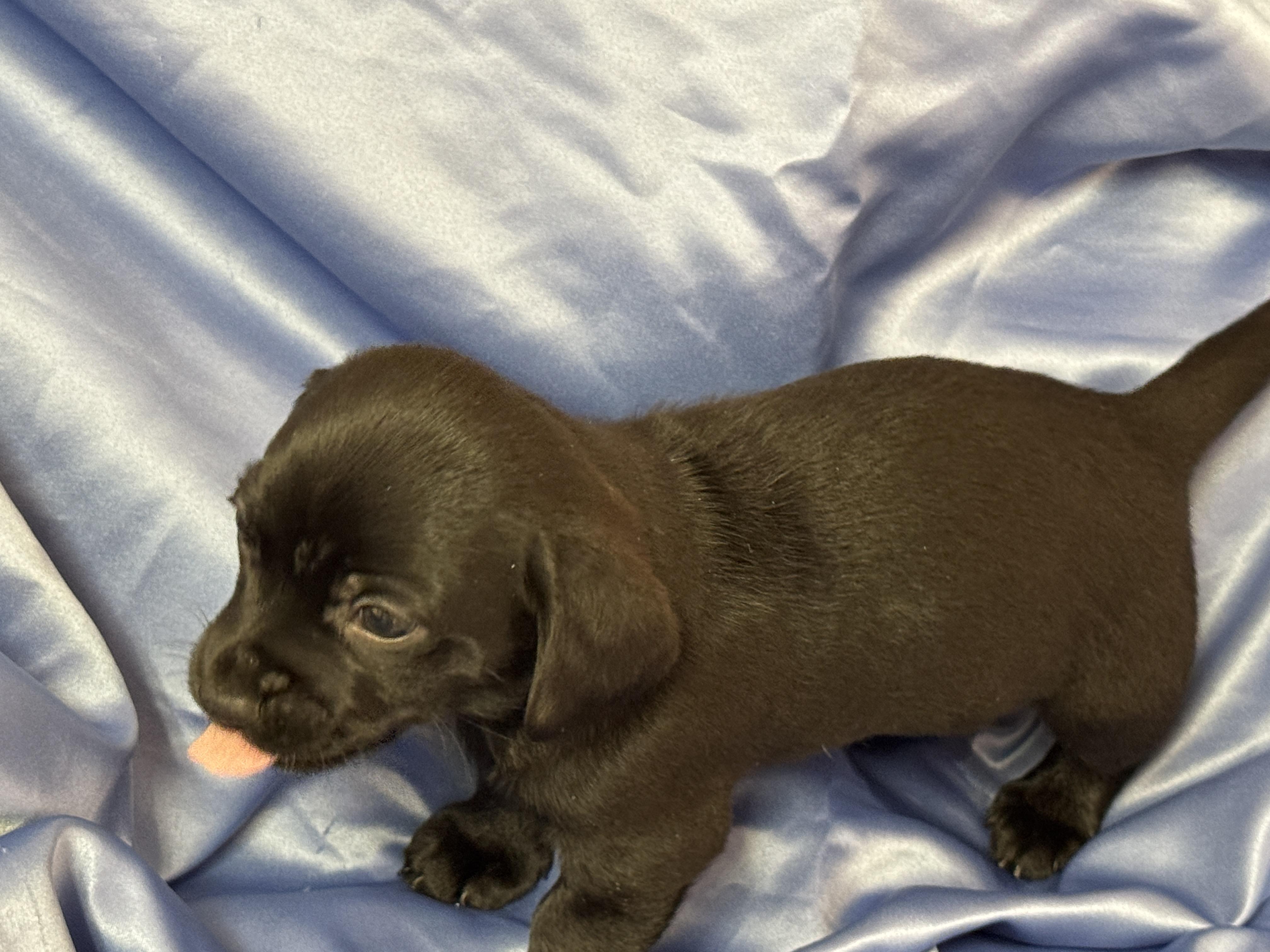 Enlarge Midnight, an adopted Chiweenie in Haslet, TX image 1/1