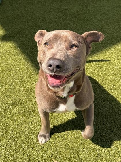 Enlarge Watson, a Adoptable mixed breed in Savannah, GA image 1/3