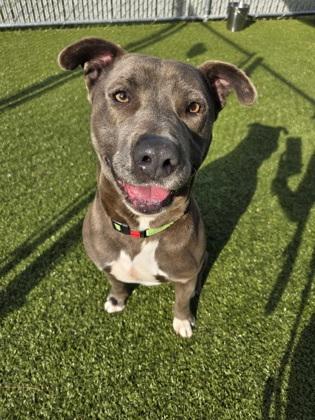 Enlarge Watson, a Adoptable mixed breed in Savannah, GA image 2/3