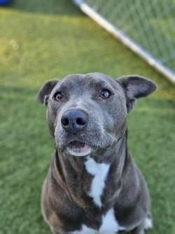Enlarge Watson, a Adoptable mixed breed in Savannah, GA image 3/3