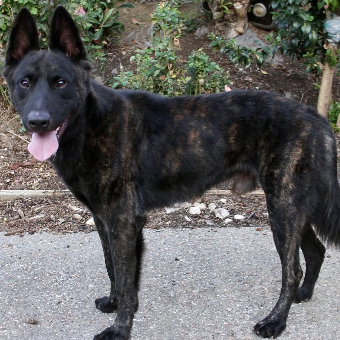 Enlarge Diesel, a Adoptable mixed breed in Hayward, CA image 1/4