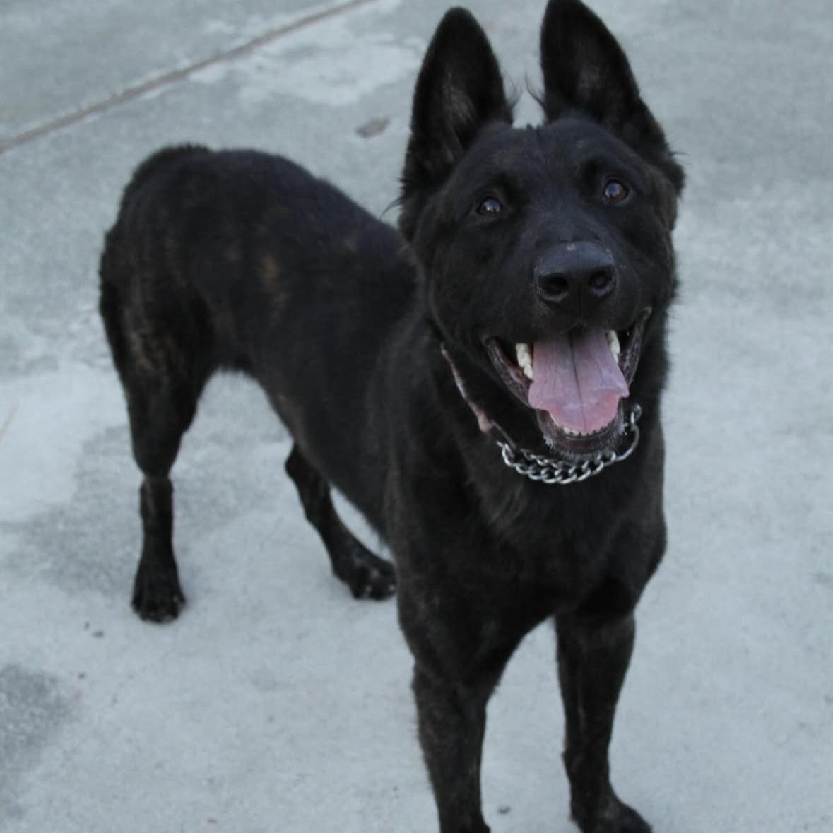 Enlarge Diesel, a Adoptable mixed breed in Hayward, CA image 2/4