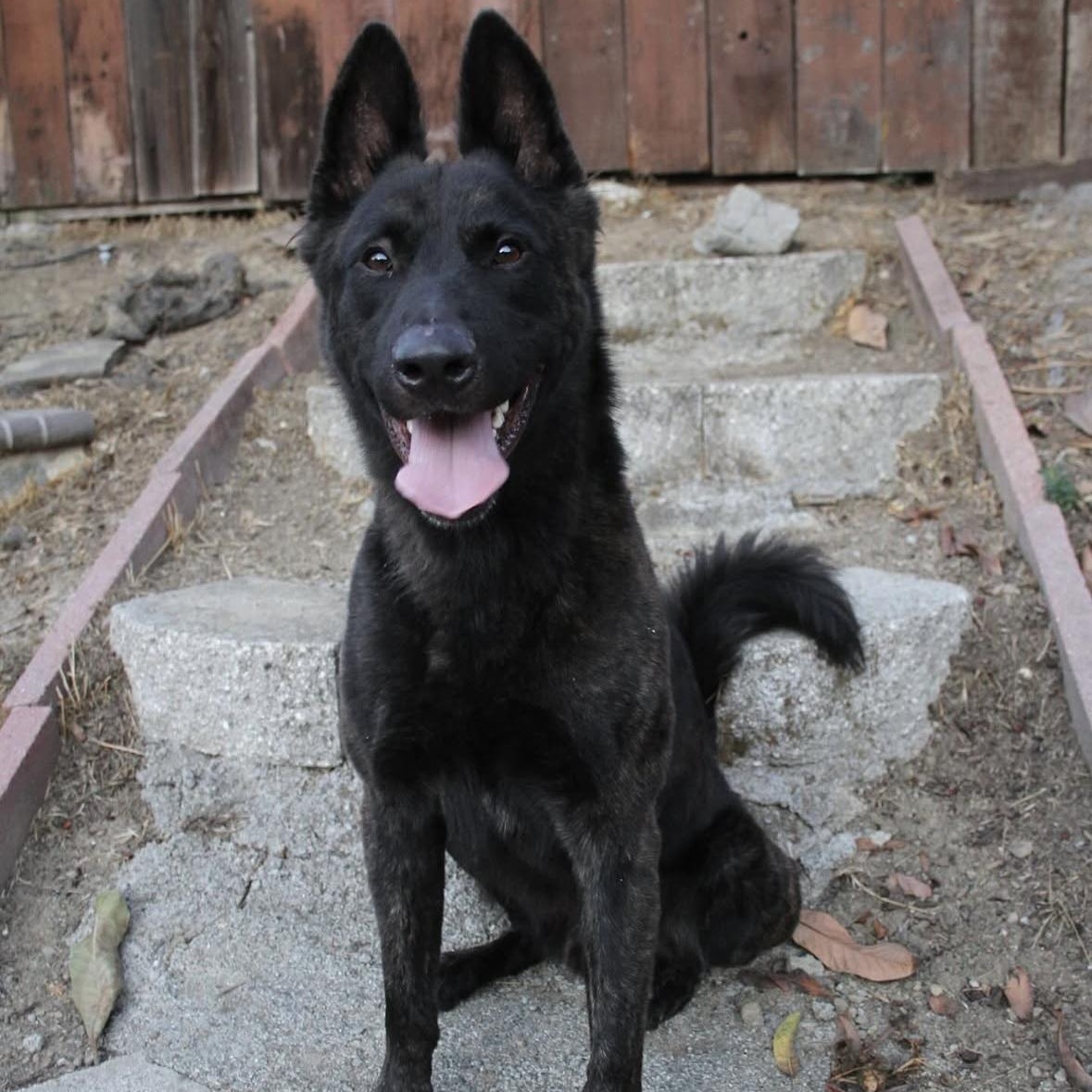 Enlarge Diesel, a Adoptable mixed breed in Hayward, CA image 3/4