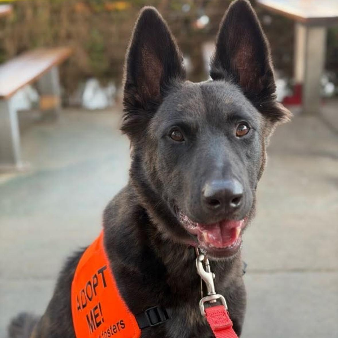 Enlarge Diesel, a Adoptable mixed breed in Hayward, CA image 1/6