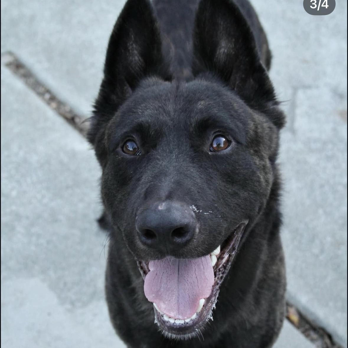 Enlarge Diesel, a Adoptable mixed breed in Hayward, CA image 4/4