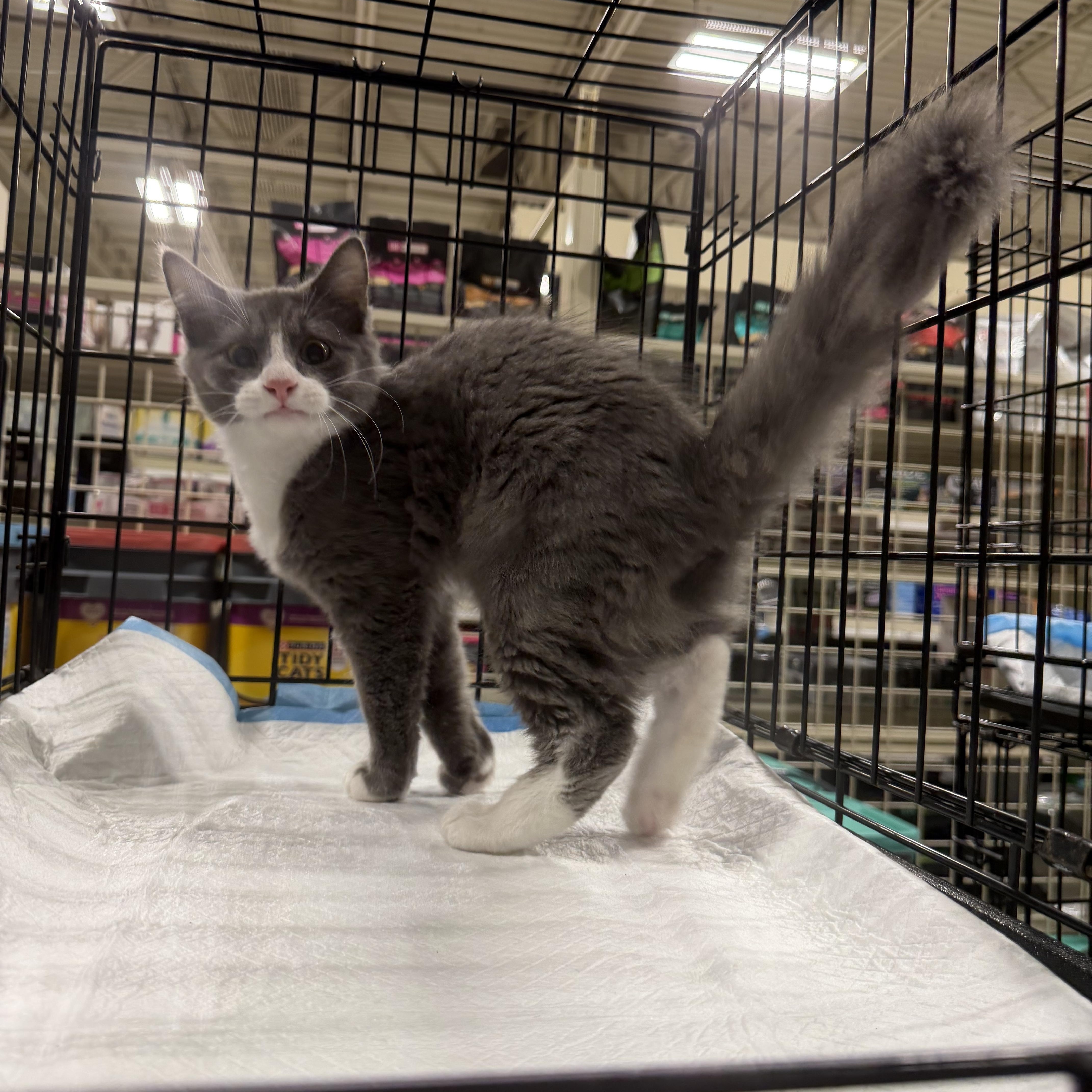 Enlarge Ki (BC/BH), a ADOPTABLE Domestic Long Hair in Simpsonville, SC image 2/3