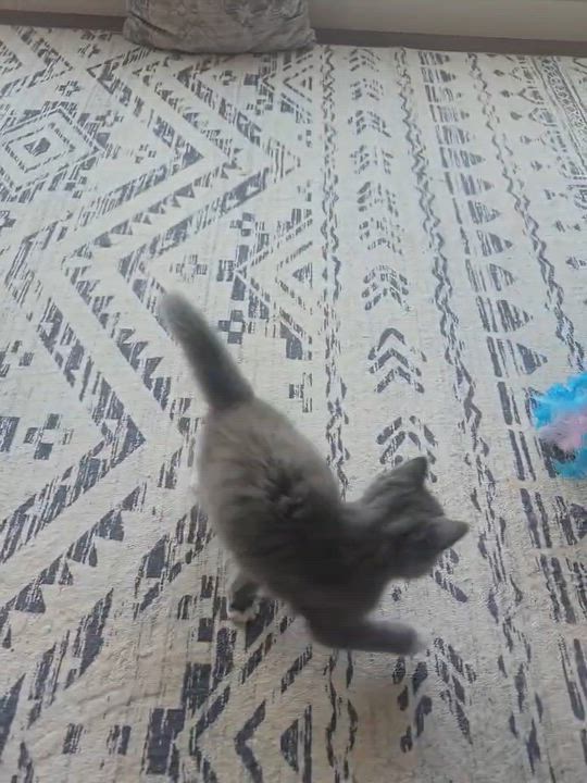 Enlarge Ki (BC/BH), a ADOPTABLE Domestic Long Hair in Simpsonville, SC video 3/3