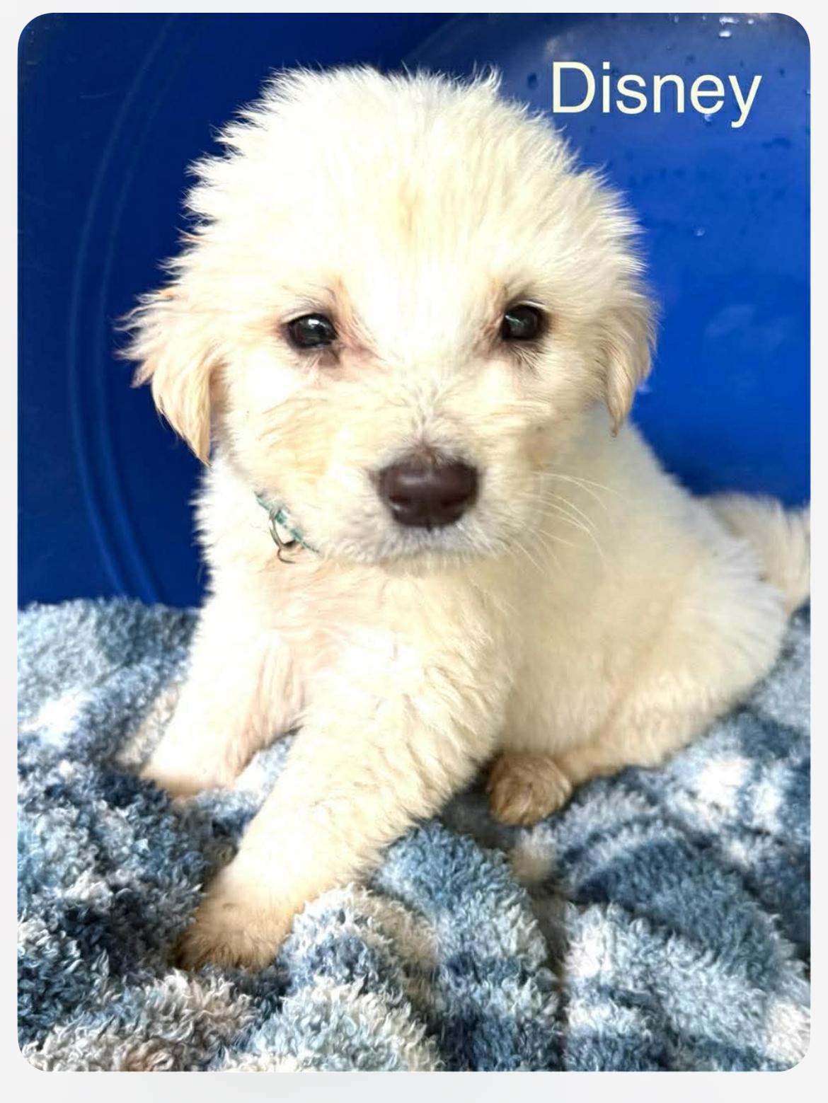 Enlarge Disney cs, a ADOPTABLE mixed breed in Columbia, MD image 1/1
