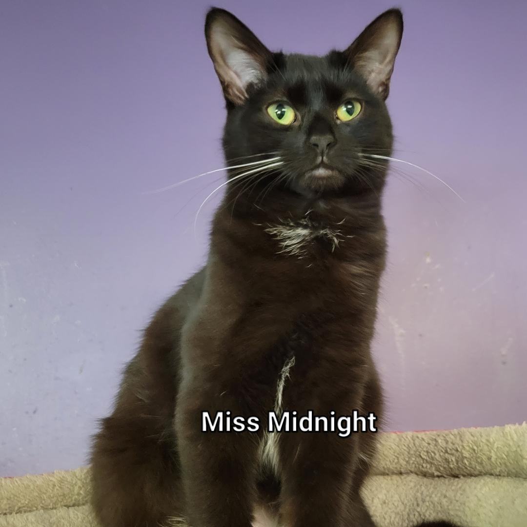 Miss Midnight, a Adoptable Domestic Short Hair in Mazon, IL image 1/2