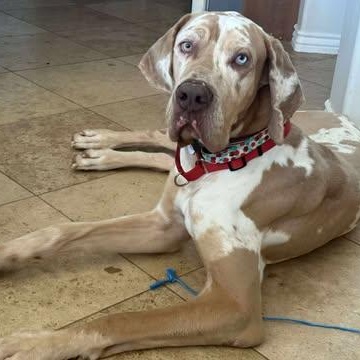 Punkin, adopted, Adult Female Great Dane.