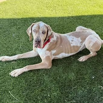 Enlarge Punkin, an adopted Great Dane in Mesa, AZ image 2/5
