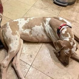 Enlarge Punkin, an adopted Great Dane in Mesa, AZ image 3/5