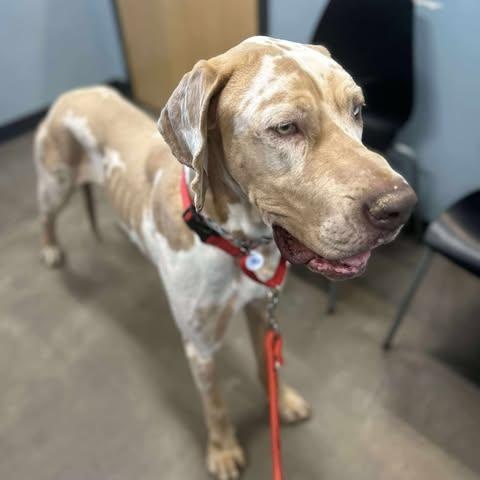 Enlarge Punkin, an adopted Great Dane in Mesa, AZ image 4/5