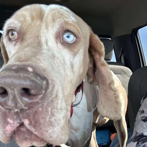 Enlarge Punkin, an adopted Great Dane in Mesa, AZ image 5/5