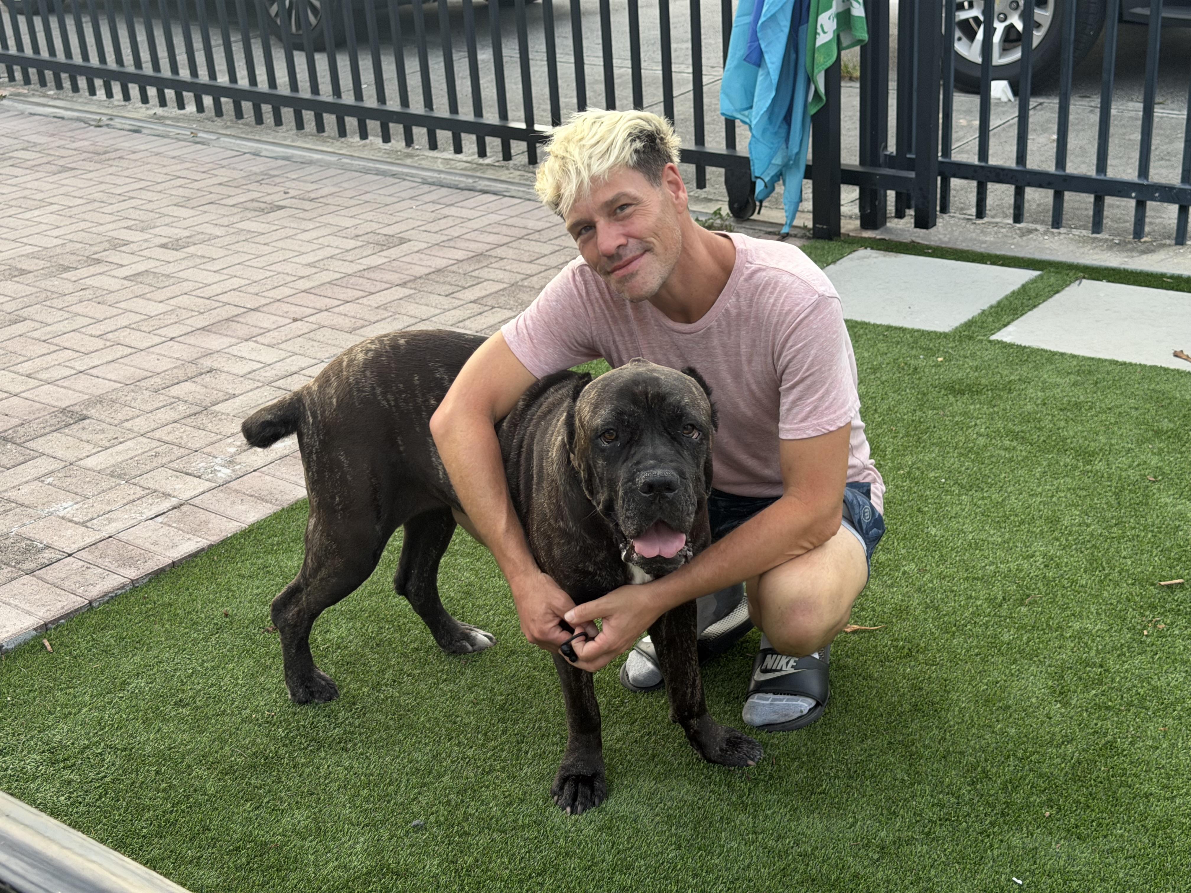 Rose, Adoptable, Senior Female Cane Corso & Mastiff.
