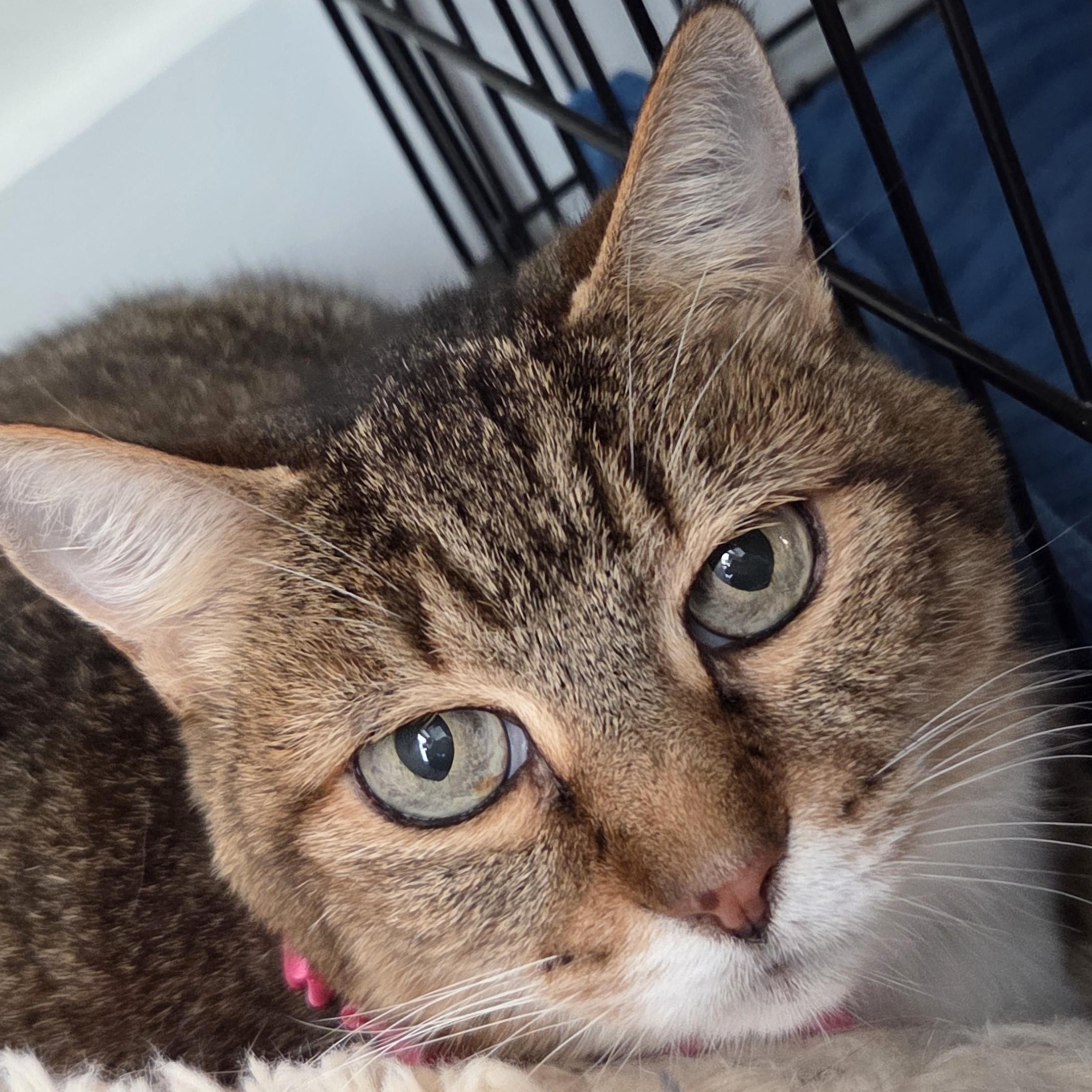 Sarah (the sweetest girl!), a Adoptable mixed breed in Farmington, CT image 2/5