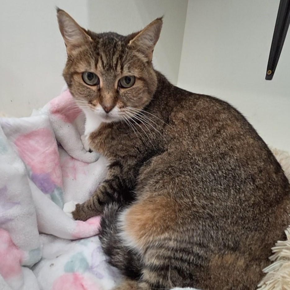 Sarah (the sweetest girl!), a Adoptable mixed breed in Farmington, CT image 4/5