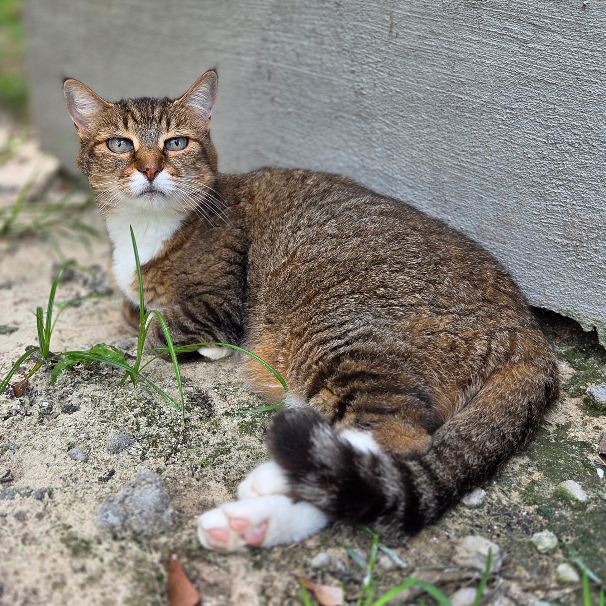 Sarah (the sweetest girl!), a Adoptable mixed breed in Farmington, CT image 5/5