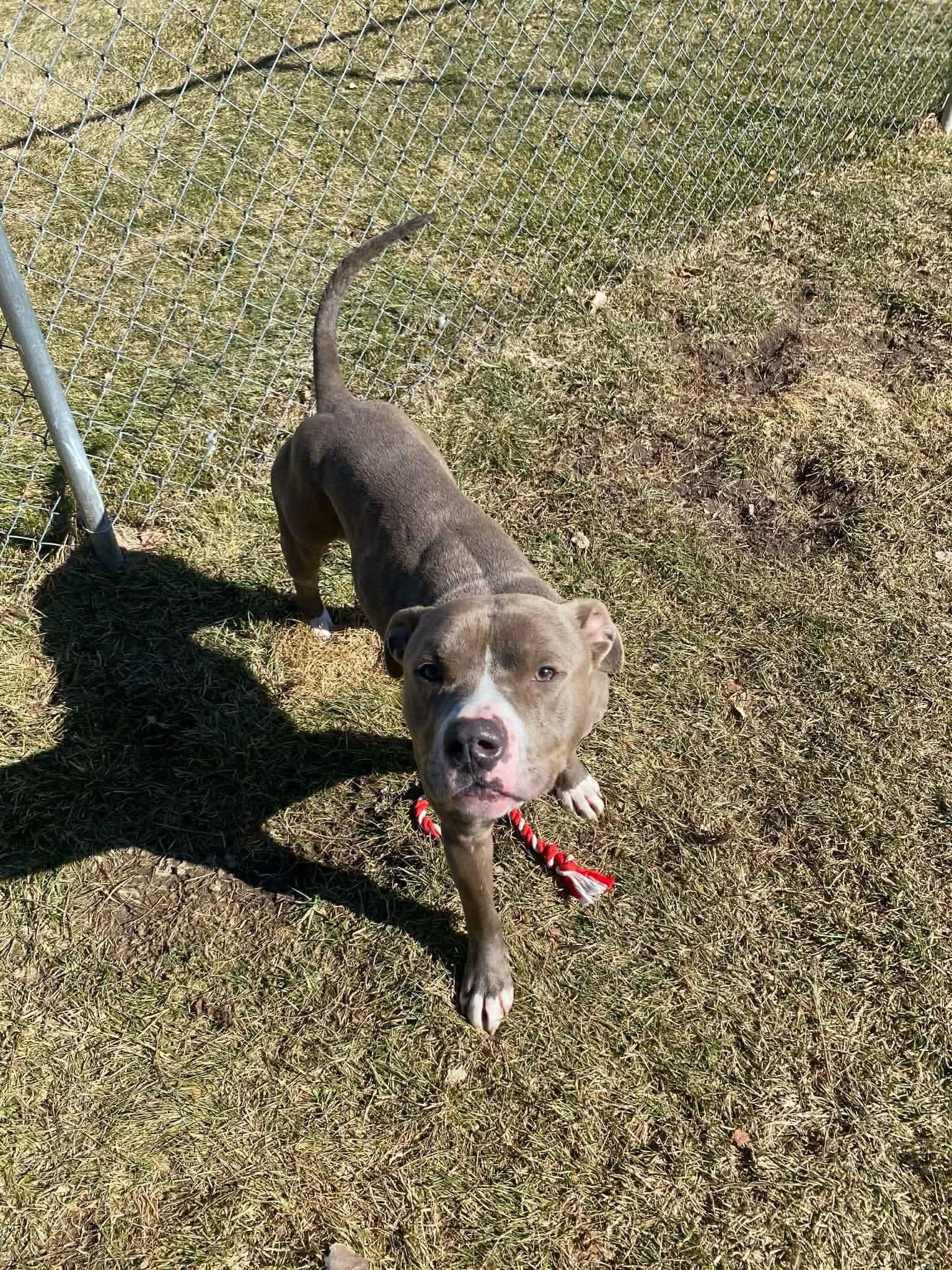 Enlarge Moses, a Adoptable mixed breed in Caro, MI image 1/2
