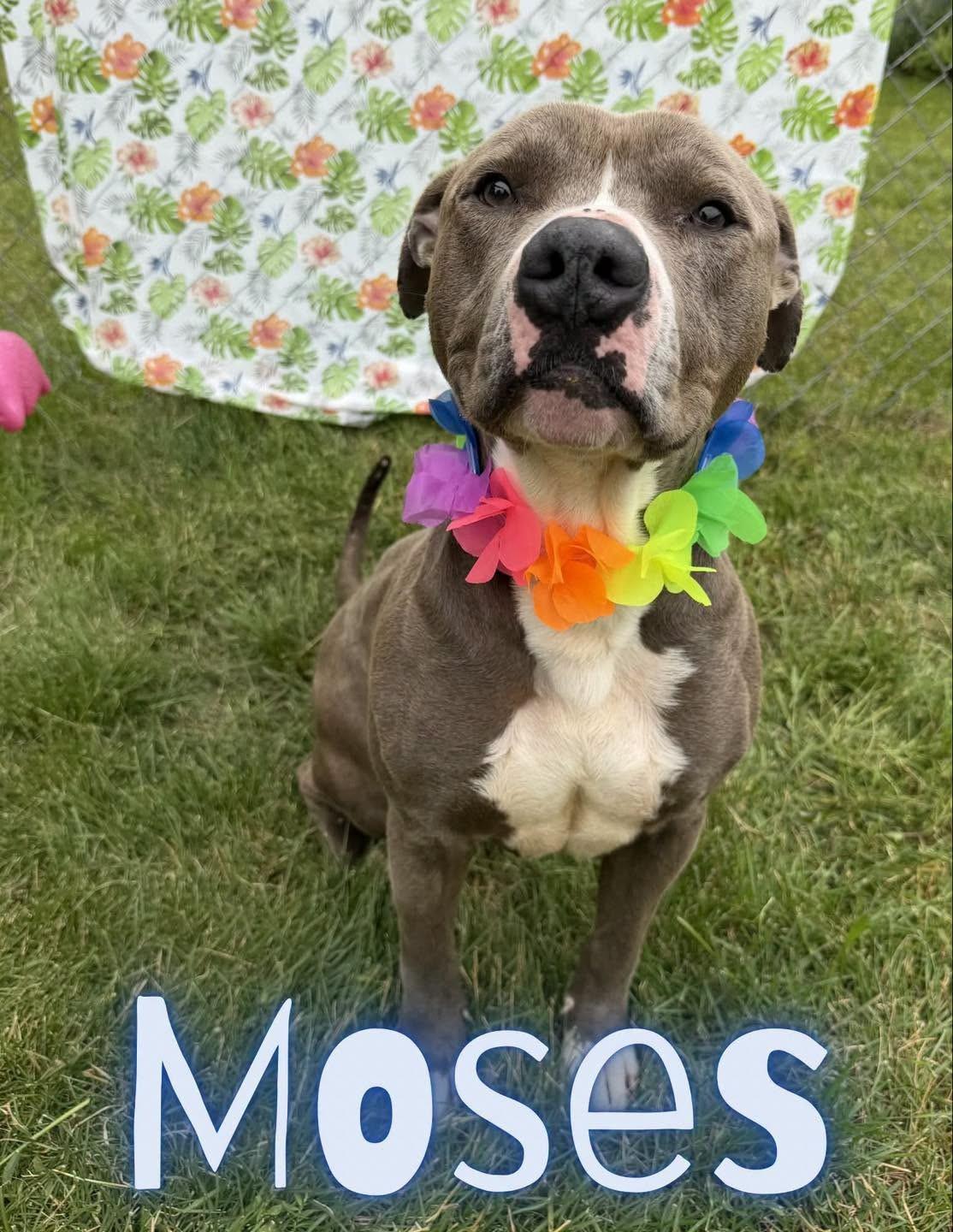 Moses, a Adoptable mixed breed in Caro, MI image 1/3