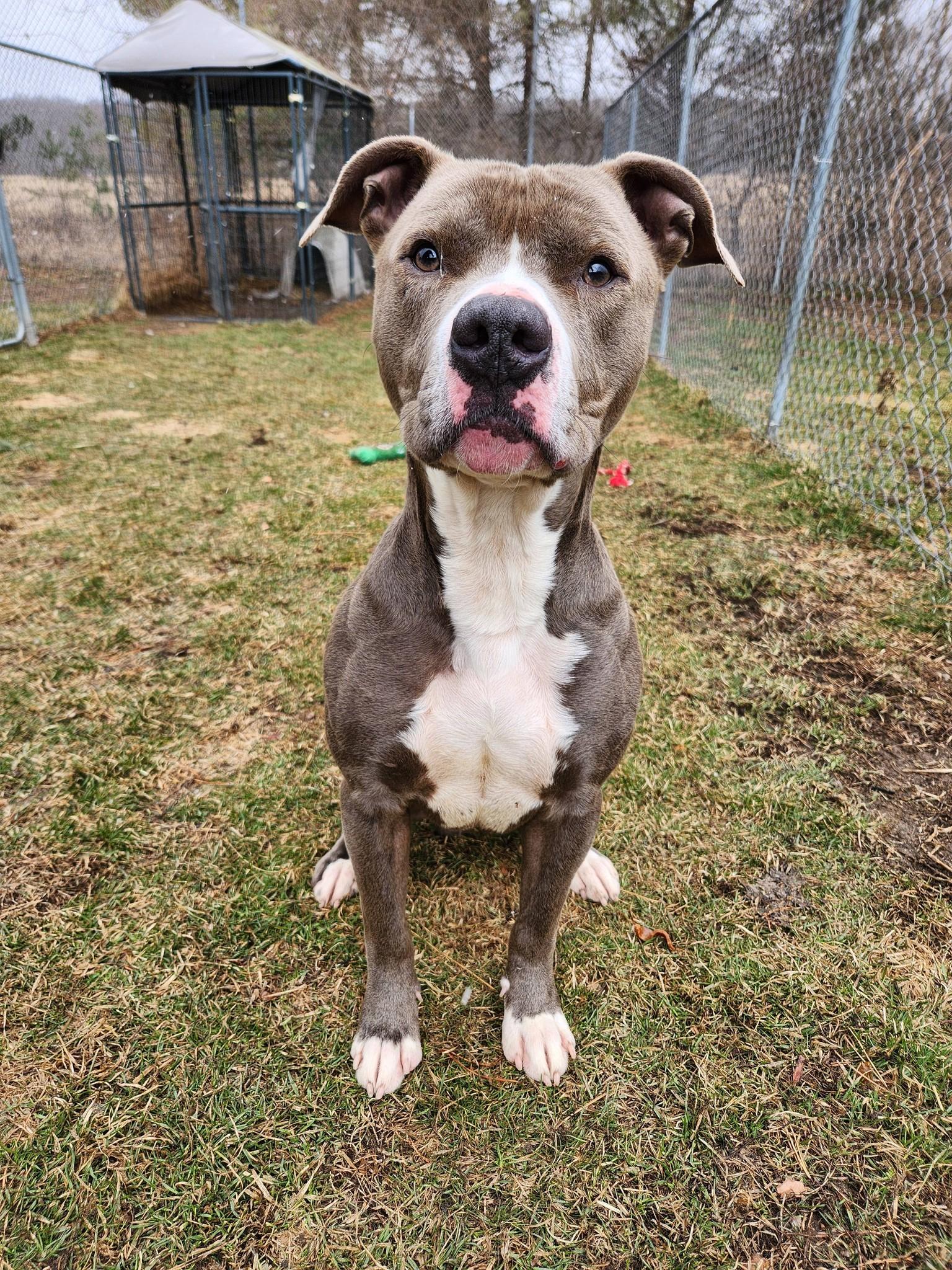 Enlarge Moses, a Adoptable mixed breed in Caro, MI image 2/2
