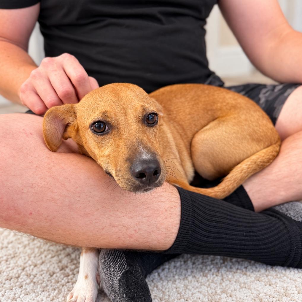 Enlarge Lugnut, a Adoptable mixed breed in Austin, TX image 3/3
