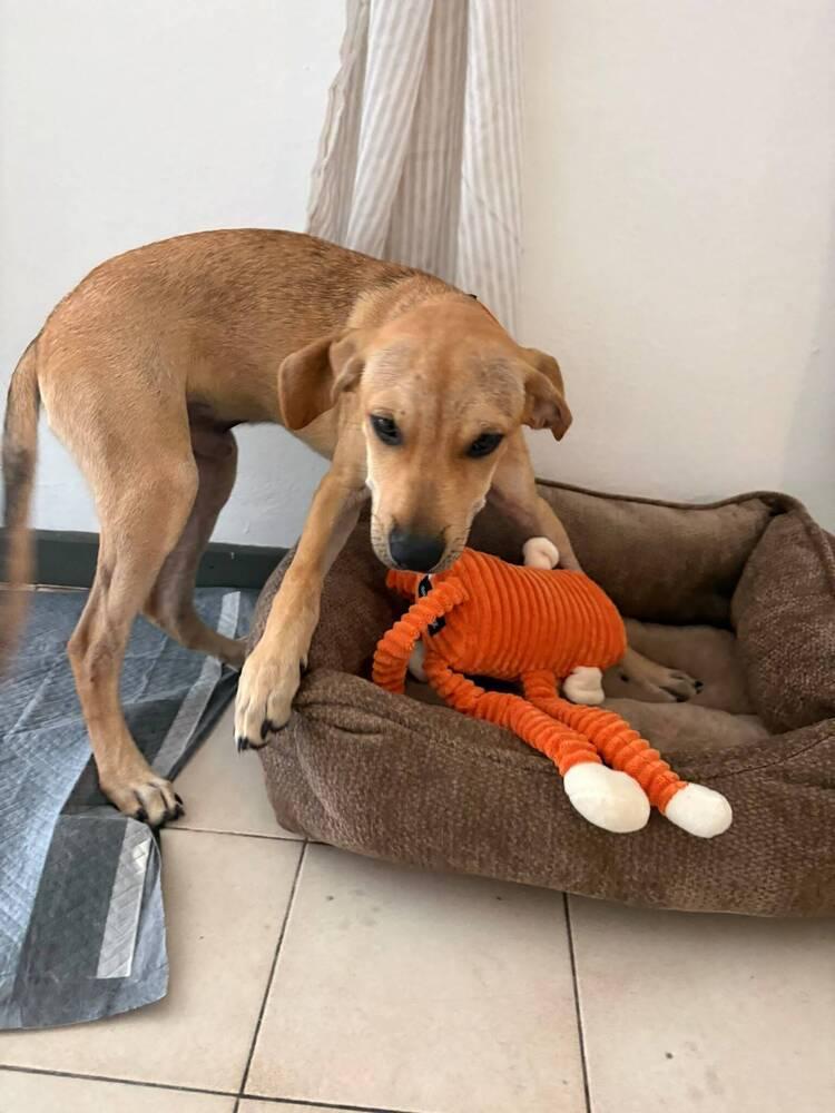 Tomás, Adopted, Puppy Male Labrador Retriever.