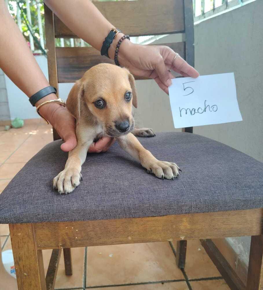 Enlarge Tomás, a Adopted mixed breed in Naranjito, PR image 2/3