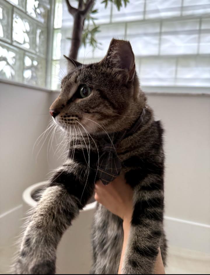 Enlarge Smiley, a Adoptable Domestic Short Hair in Miami, FL image 1/6