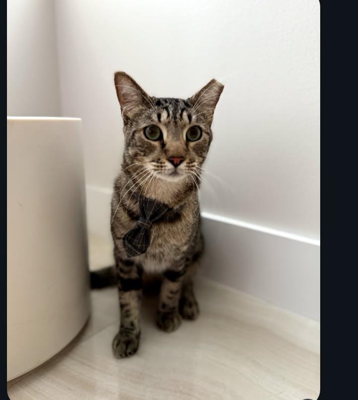 Enlarge Smiley, a Adoptable Domestic Short Hair in Miami, FL image 3/6