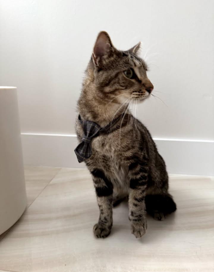 Enlarge Smiley, a Adoptable Domestic Short Hair in Miami, FL image 5/6