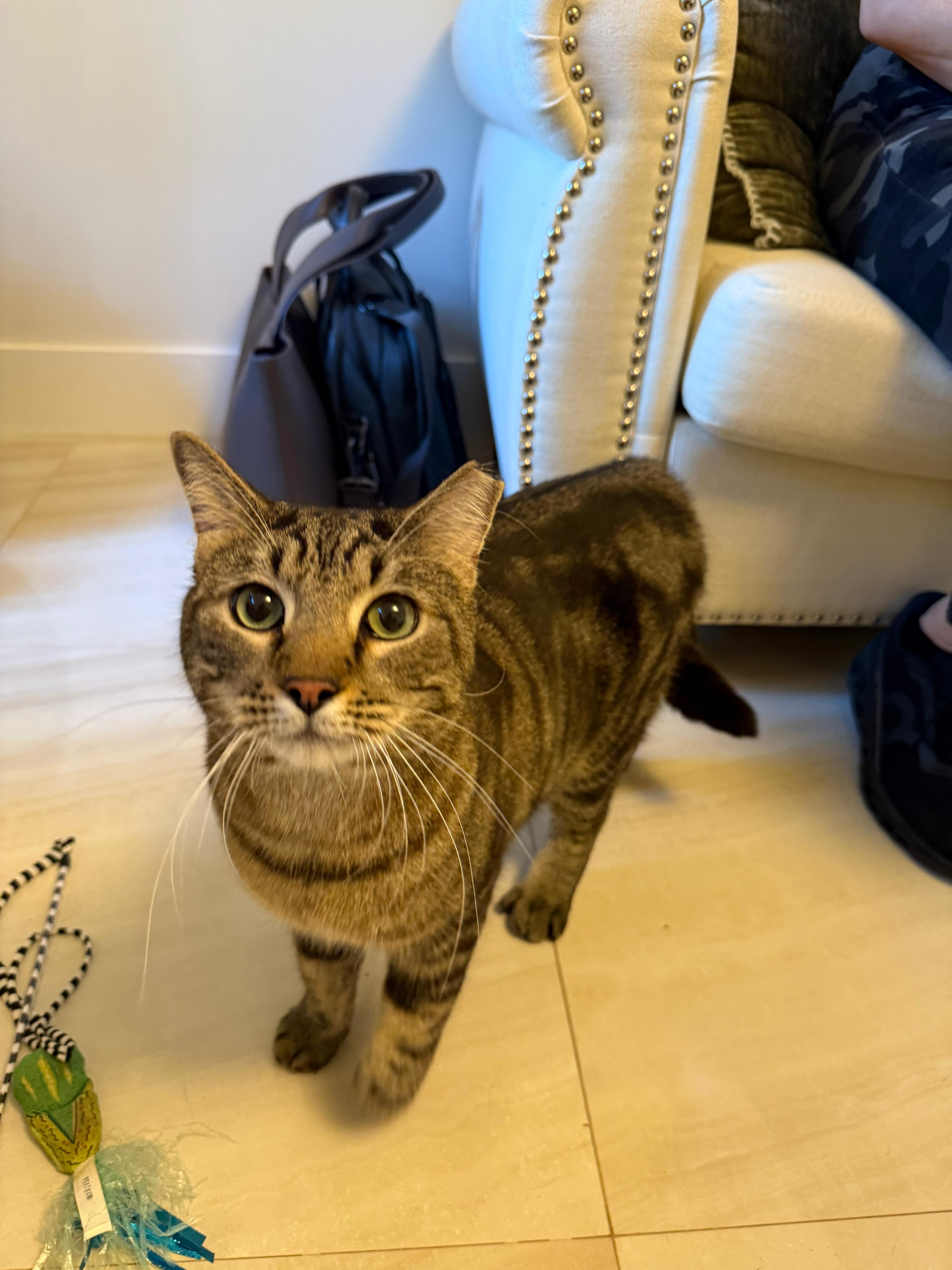 Enlarge Smiley, an adoptable Domestic Short Hair in Miami, FL image 1/6