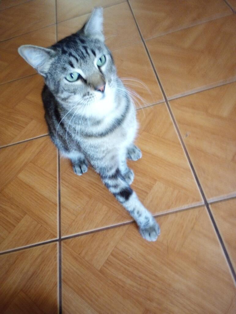 Enlarge Smiley, a Adoptable Domestic Short Hair in Miami, FL image 6/6