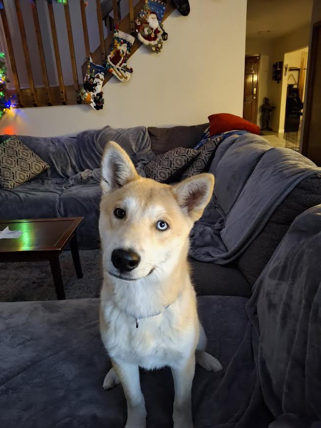 Enlarge Akira, an adopted Shiba Inu in Parker, CO image 1/2