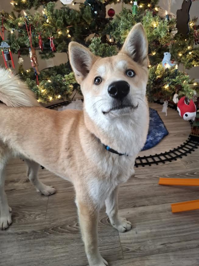 Enlarge Akira, an adopted Shiba Inu in Parker, CO image 2/2