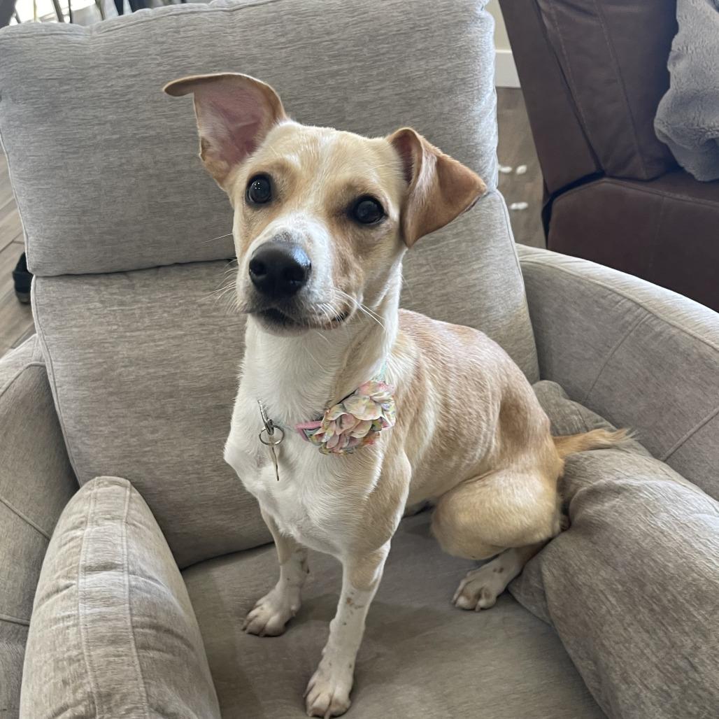 Honey, Adoptable, Adult Female Whippet & Mixed Breed.